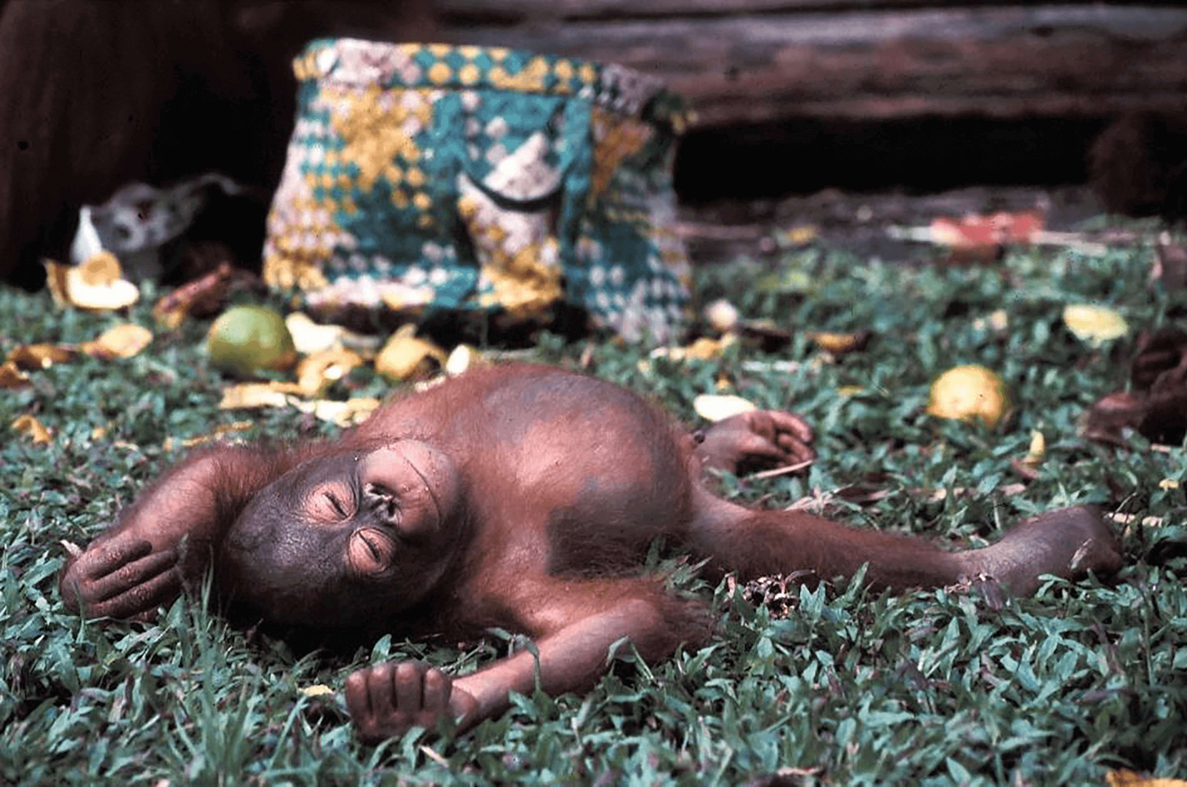 a baby orangutan lying asleep on its back on a some grass
